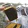 Honeyscribe Bee Workshops